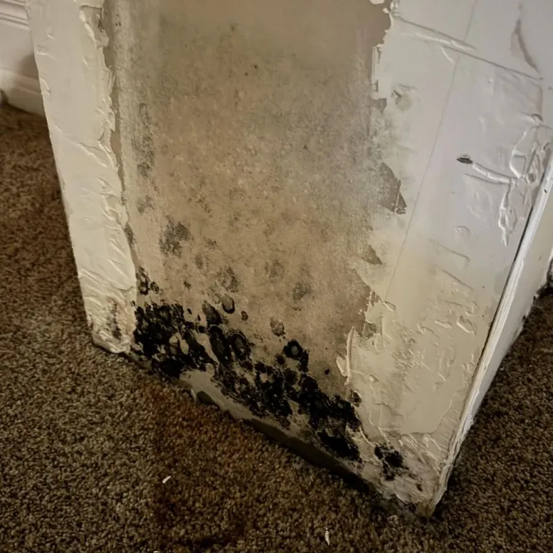 Professional Mold Removal in Herald, CA